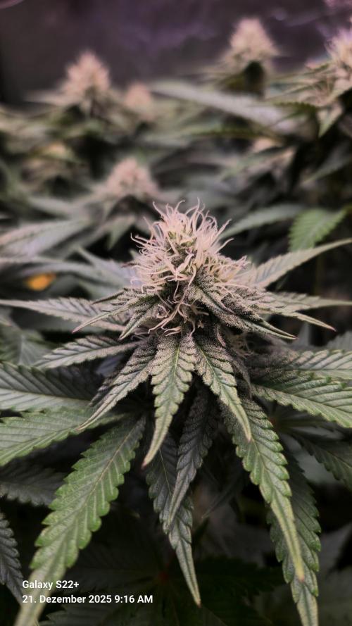 Wedding Cake. Week 11