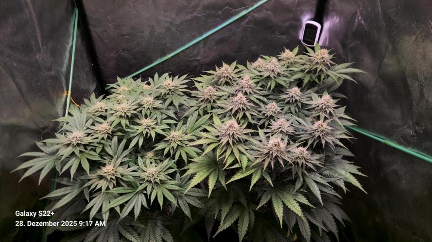 Wedding Cake. Week 12