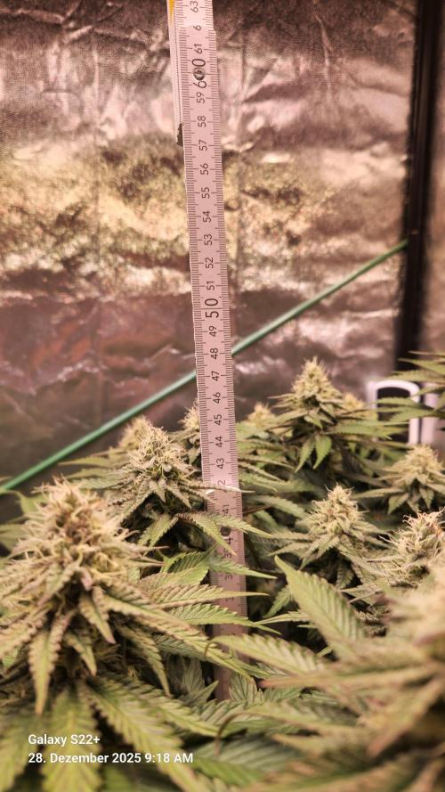 Wedding Cake. Week 12