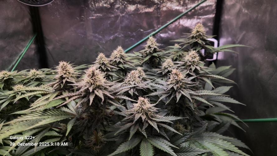 Wedding Cake. Week 12