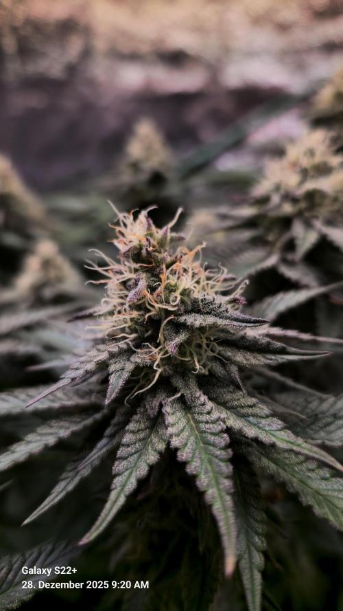 Wedding Cake. Week 12