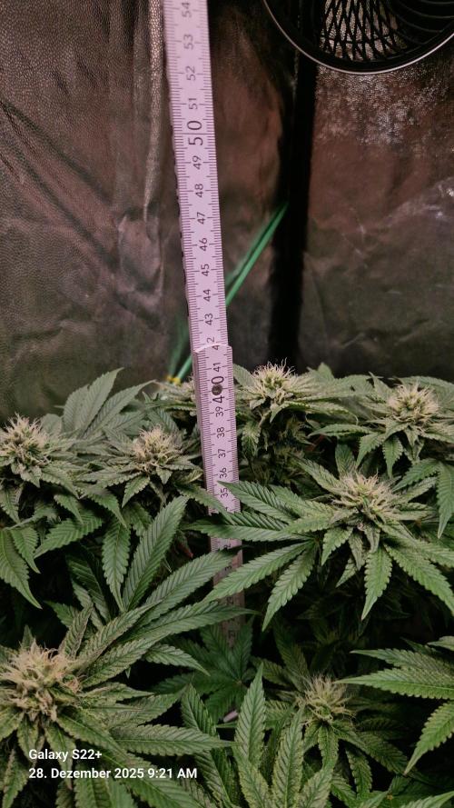 Bruce Banner 3. Week 12