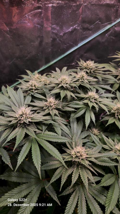 Bruce Banner 3. Week 12