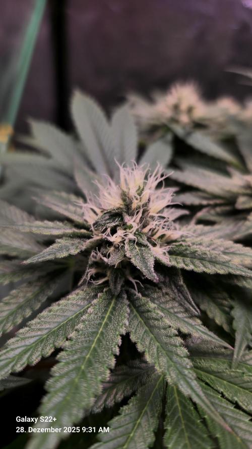 Bruce Banner 3. Week 12