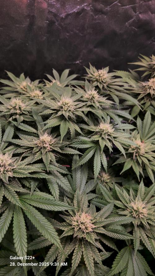 Bruce Banner 3. Week 12