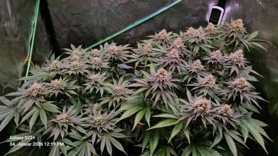 Bruce Banner 3. Week 13