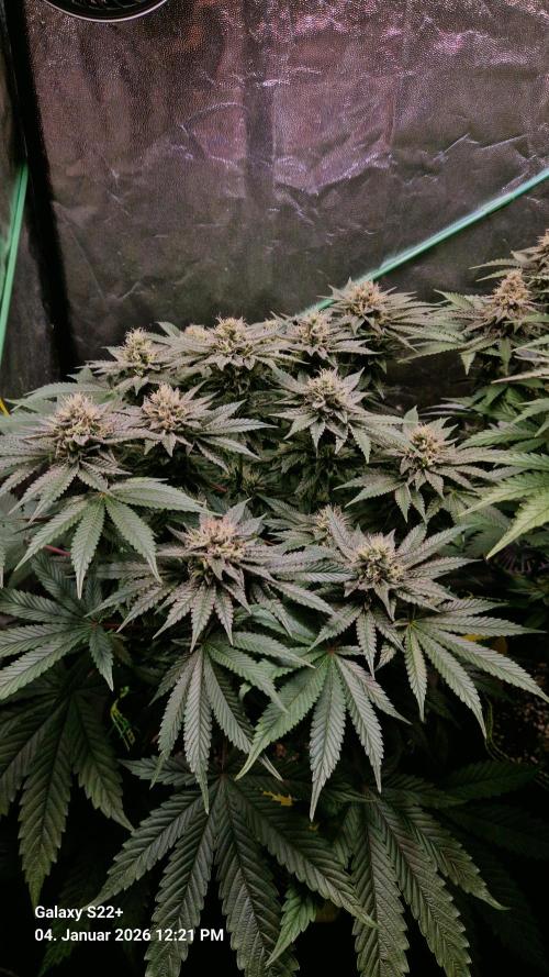 Bruce Banner 3. Week 13