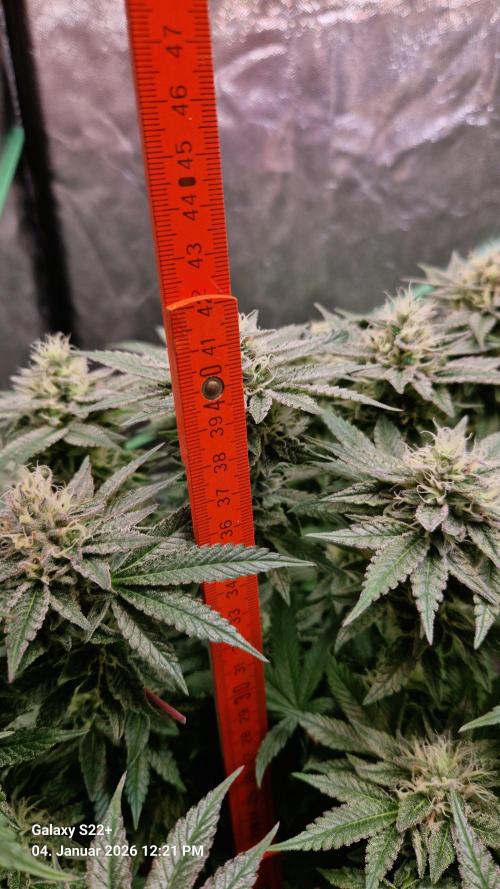 Bruce Banner 3. Week 13