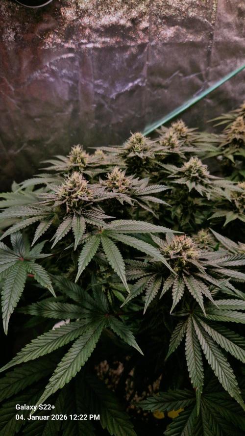 Bruce Banner 3. Week 13