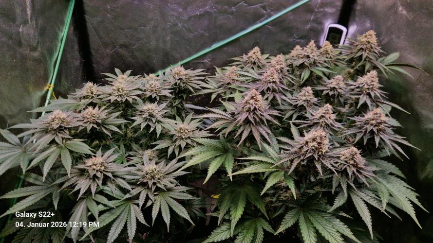 Wedding Cake. Week 13