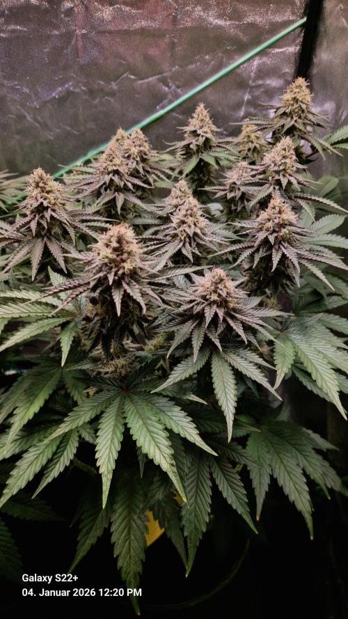 Wedding Cake. Week 13