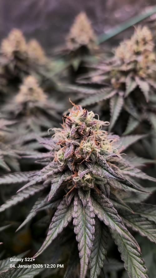 Wedding Cake. Week 13