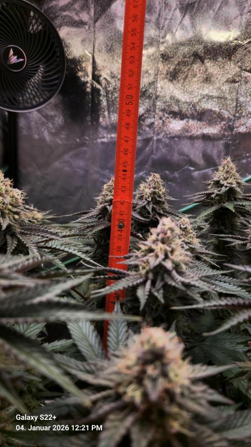 Wedding Cake. Week 13