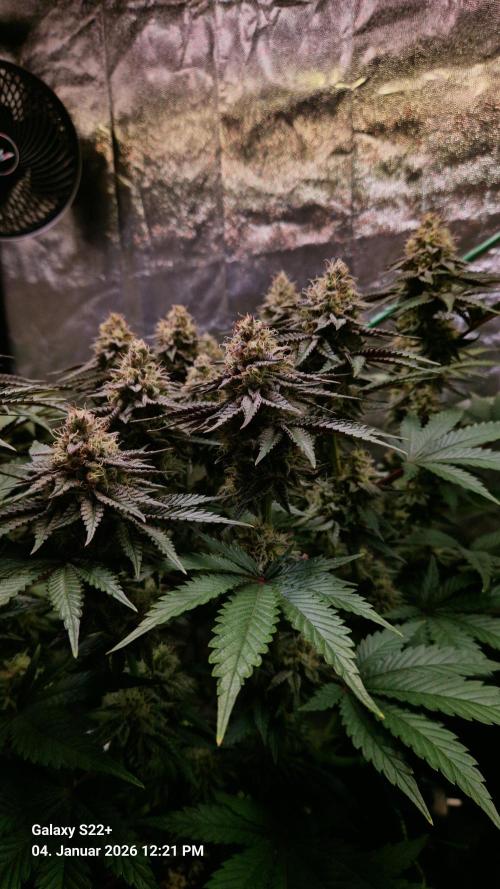 Wedding Cake. Week 13