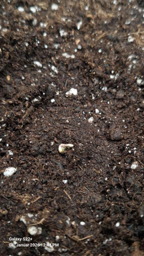 Sticky Broccoli - Eternity Grow Cup 2026. Week 1