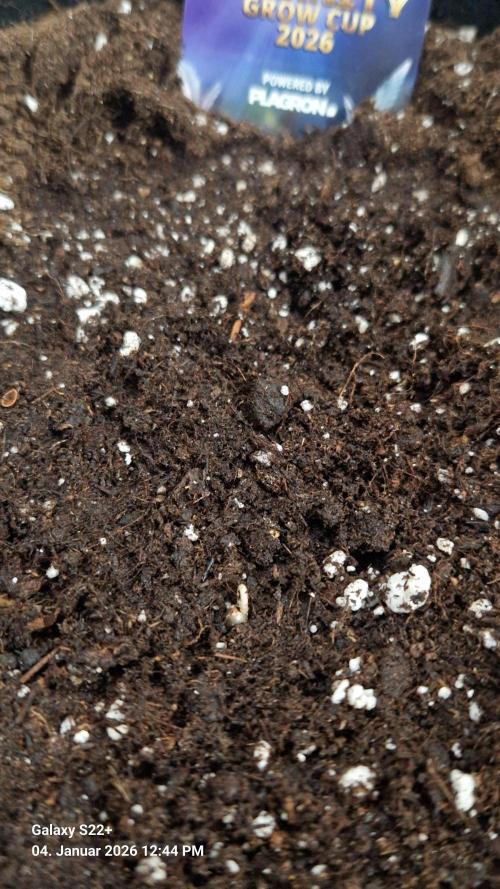 Sticky Broccoli - Eternity Grow Cup 2026. Week 1