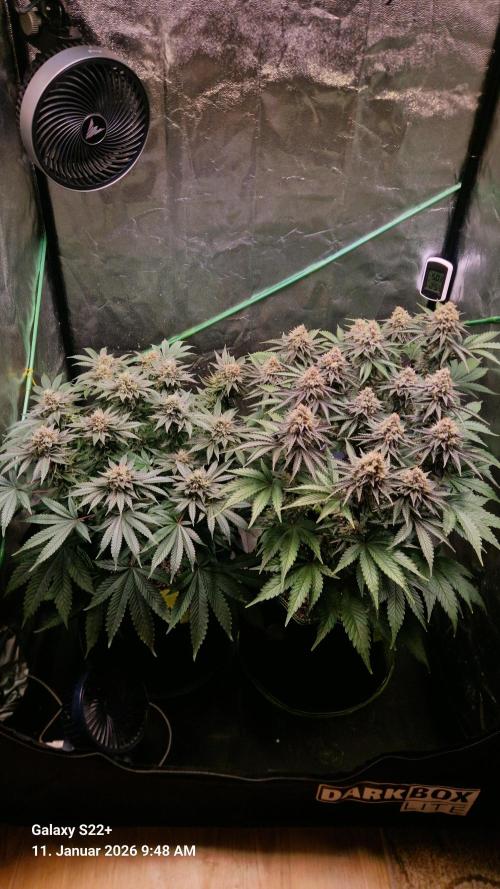 Bruce Banner 3. Week 14