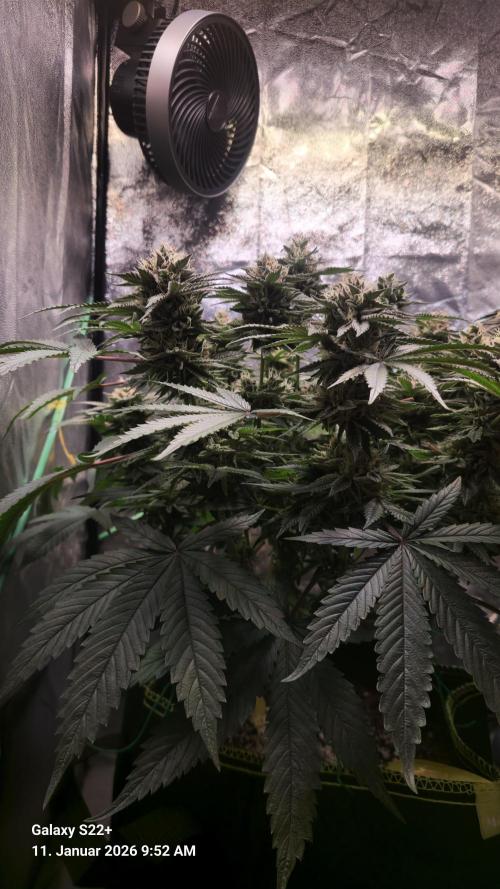 Bruce Banner 3. Week 14