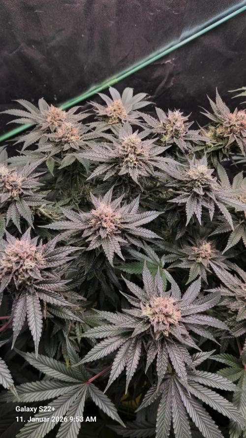 Bruce Banner 3. Week 14