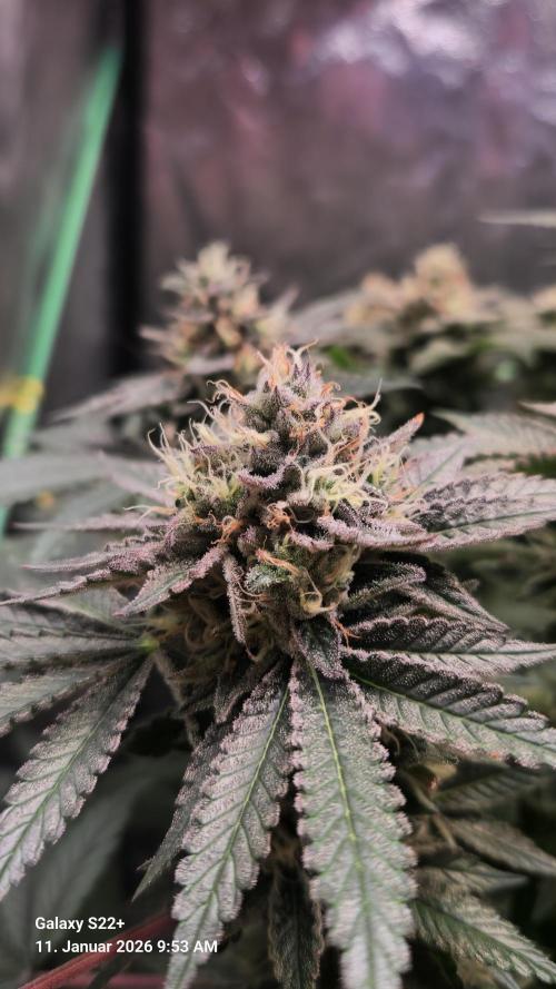 Bruce Banner 3. Week 14