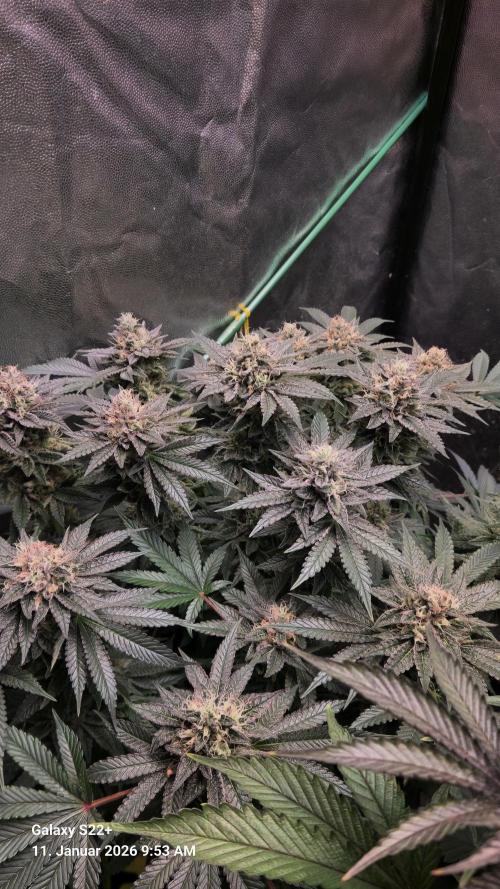 Bruce Banner 3. Week 14