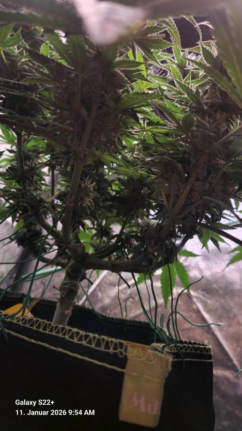 Bruce Banner 3. Week 14