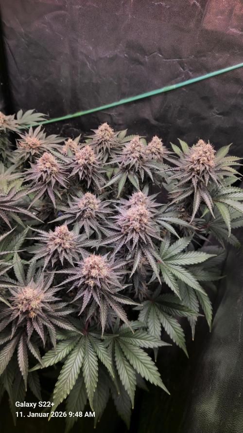 Wedding Cake. Week 14