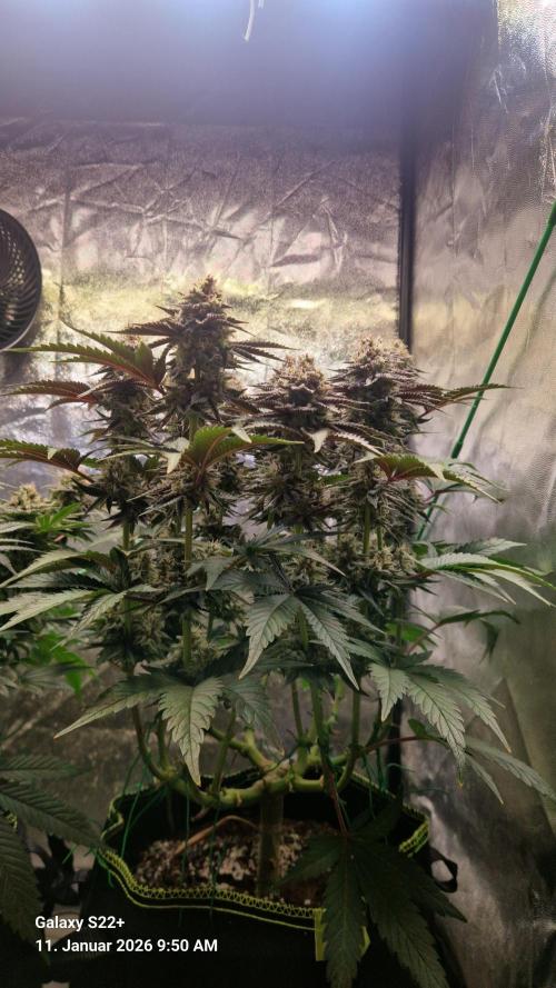 Wedding Cake. Week 14