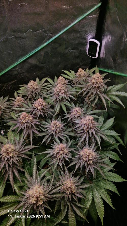 Wedding Cake. Week 14