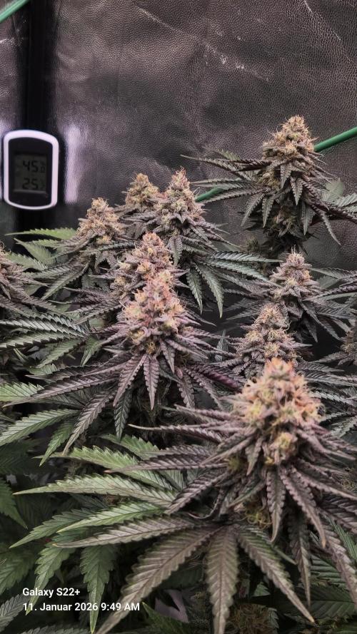 Wedding Cake. Week 14