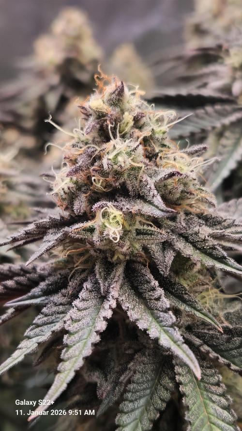 Wedding Cake. Week 14