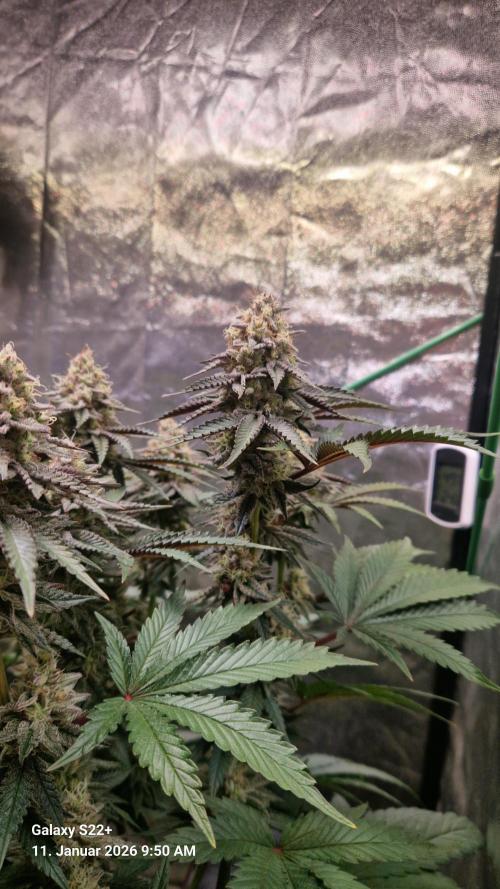 Wedding Cake. Week 14