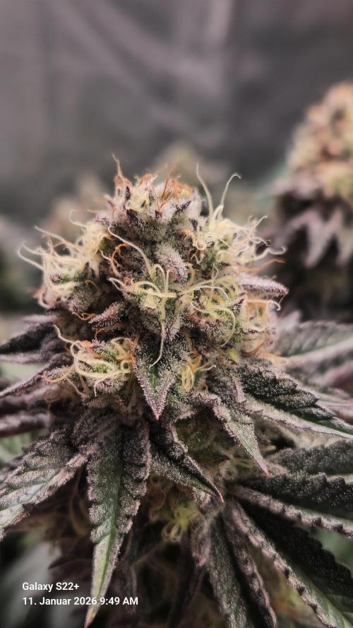 Wedding Cake. Week 14