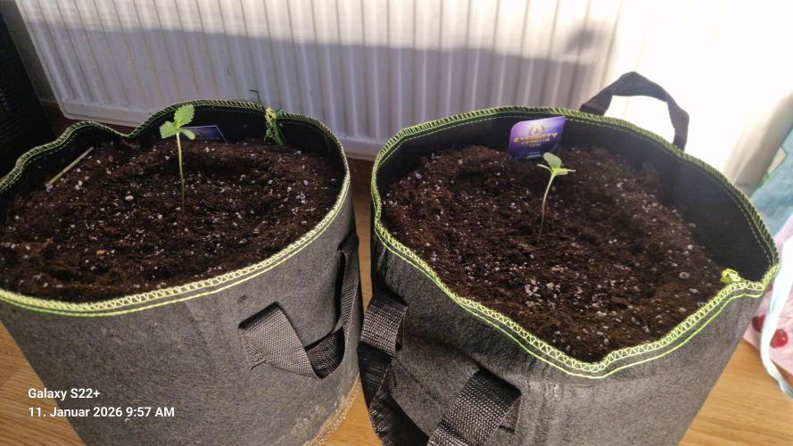 Sticky Broccoli - Eternity Grow Cup 2026. Week 2