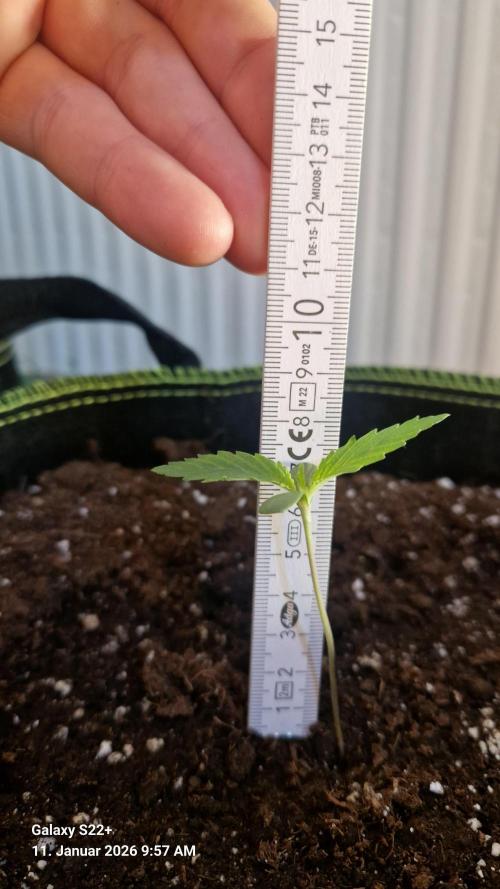 Sticky Broccoli - Eternity Grow Cup 2026. Week 2