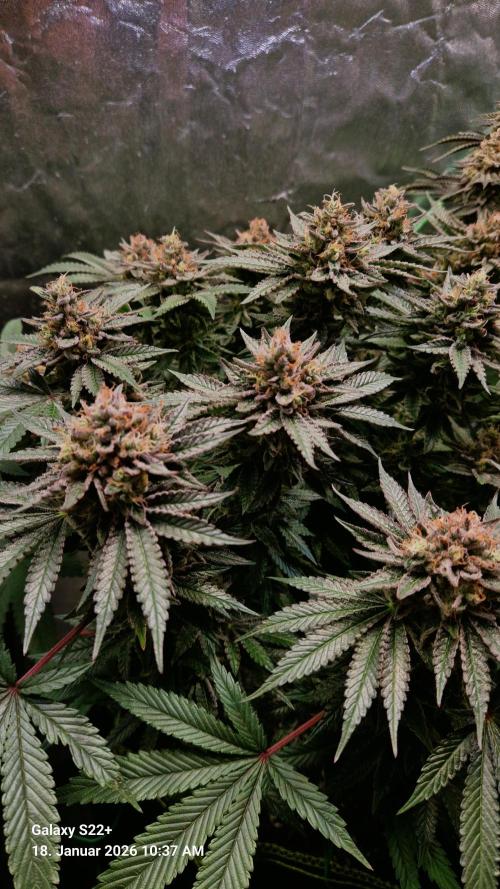 Bruce Banner 3. Week 15