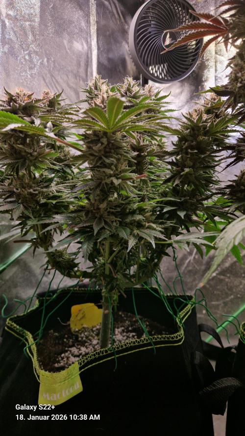 Bruce Banner 3. Week 15