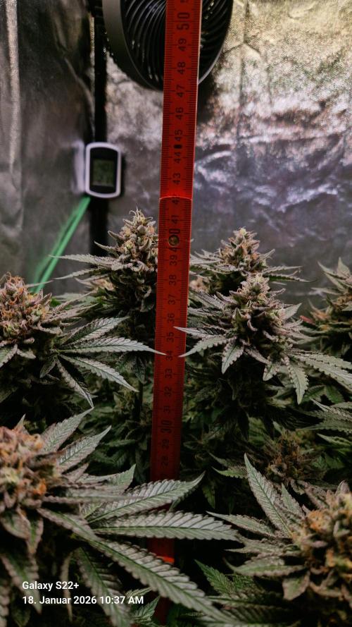 Bruce Banner 3. Week 15