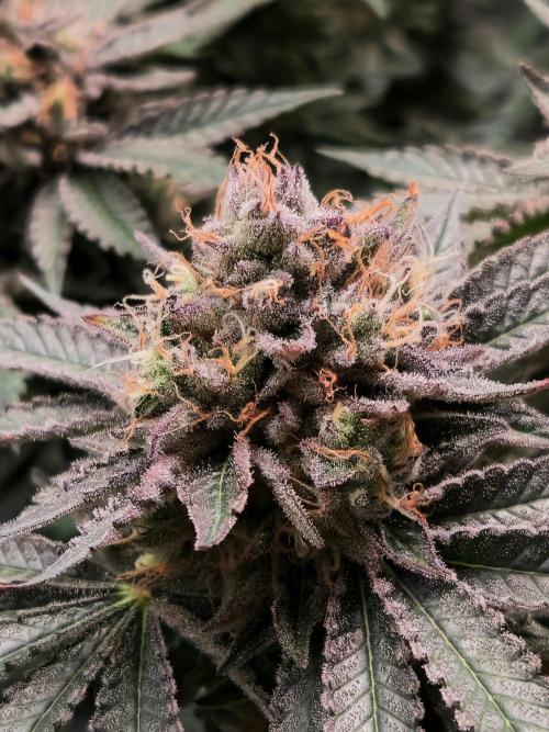 Bruce Banner 3. Week 15