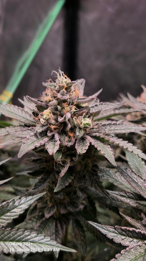 Bruce Banner 3. Week 15