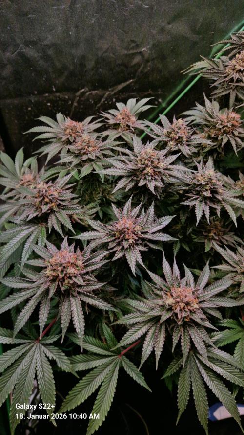 Bruce Banner 3. Week 15