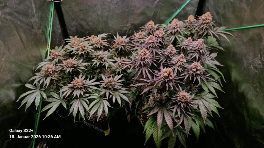 Wedding Cake. Week 15