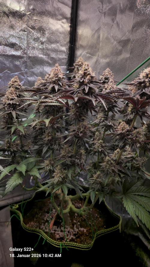 Wedding Cake. Week 15