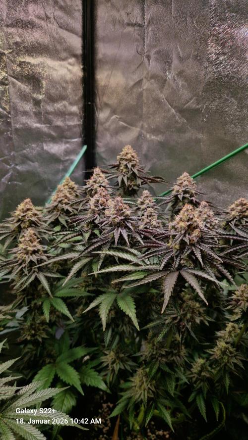 Wedding Cake. Week 15