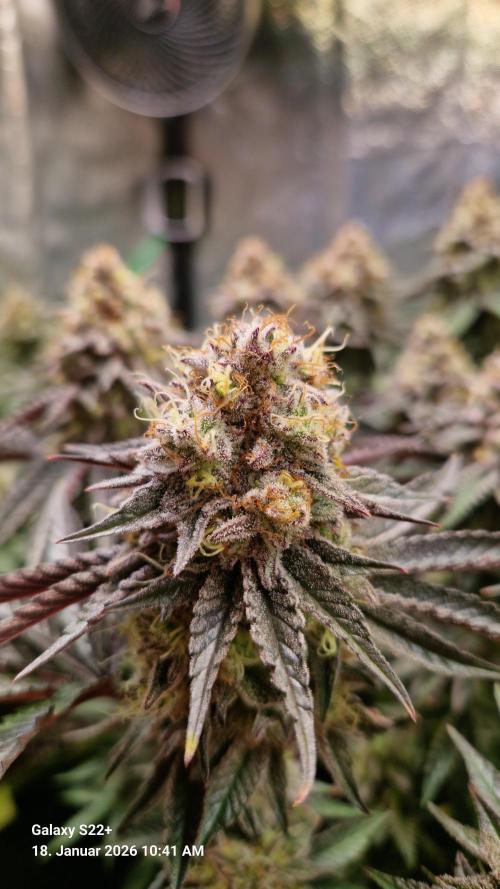 Wedding Cake. Week 15