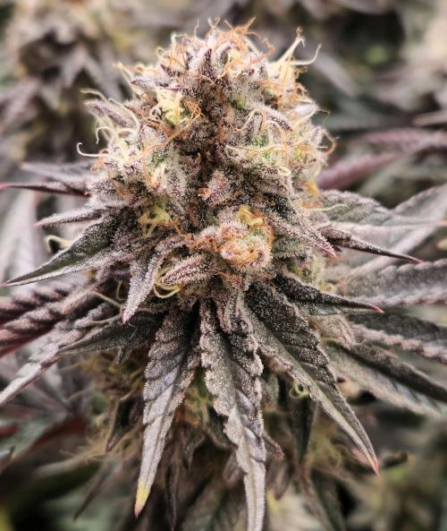 Wedding Cake. Week 15