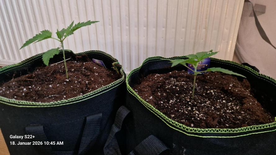 Sticky Broccoli - Eternity Grow Cup 2026. Week 3