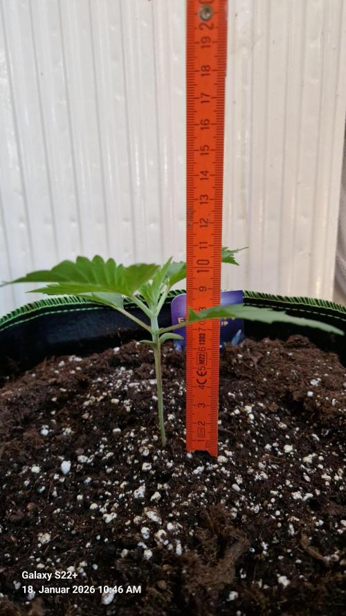 Sticky Broccoli - Eternity Grow Cup 2026. Week 3