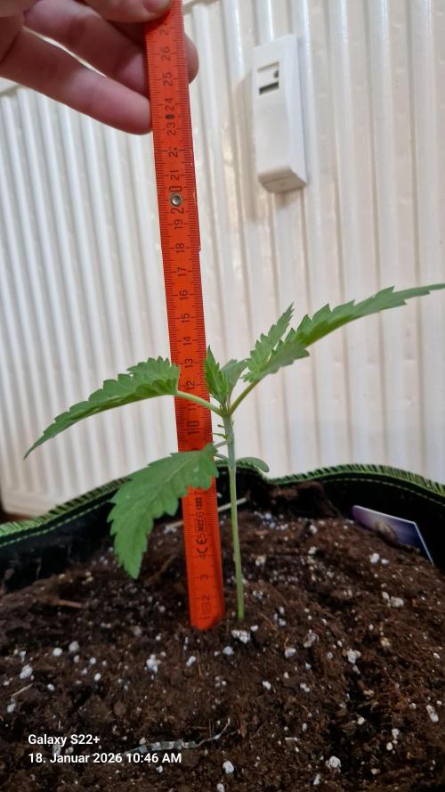 Sticky Broccoli - Eternity Grow Cup 2026. Week 3