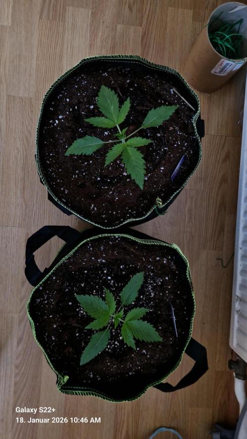 Sticky Broccoli - Eternity Grow Cup 2026. Week 3